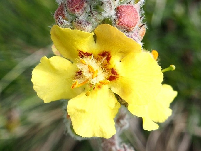 Verbascum nicolai