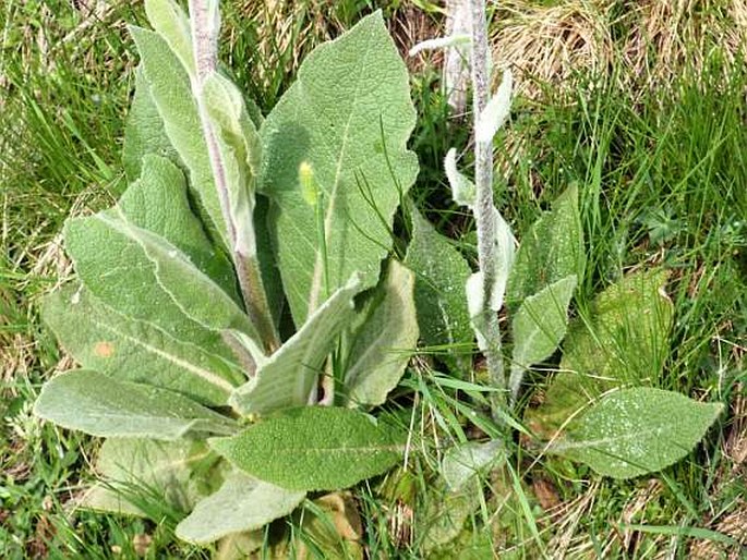 Verbascum nicolai