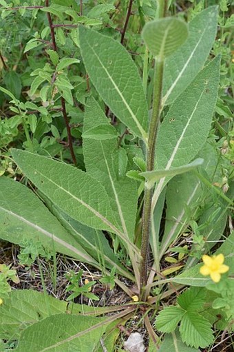 Verbascum ×pseudolychnitis