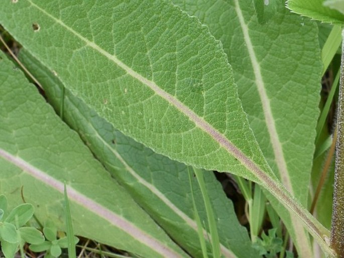 Verbascum ×pseudolychnitis