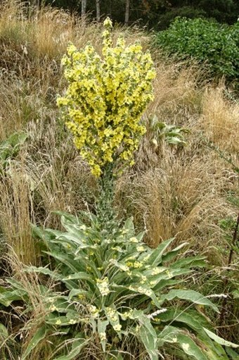 Verbascum speciosum