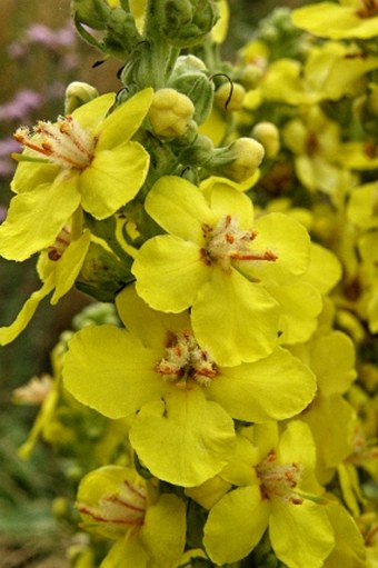 Verbascum speciosum