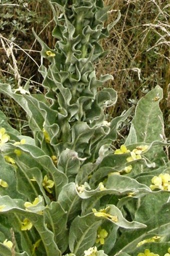 Verbascum speciosum