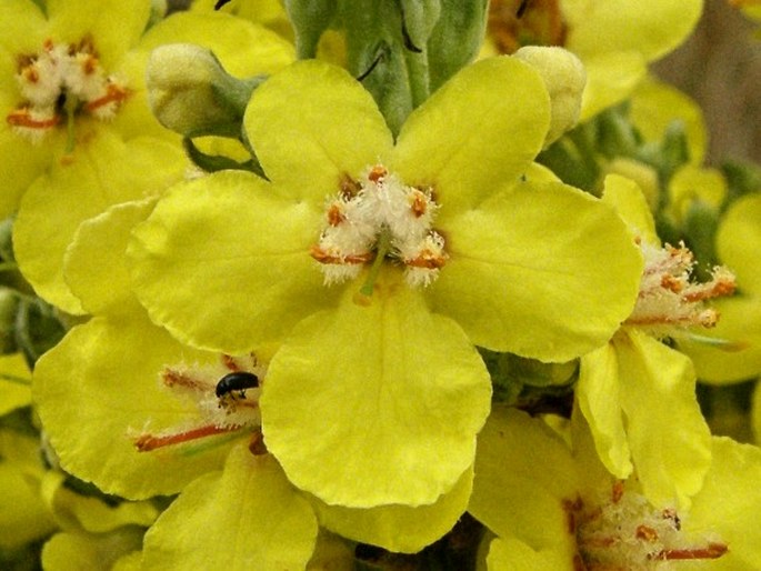 VERBASCUM SPECIOSUM Schrad. – divizna ozdobná / divozel úhľadný