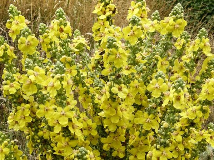 Verbascum speciosum