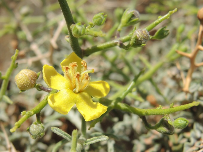 VERBASCUM SPINOSUM L. – divizna / divozel