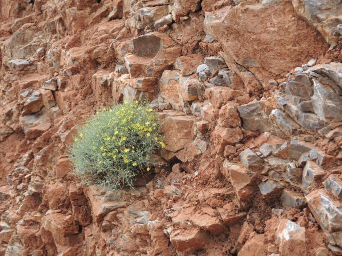 Verbascum spinosum