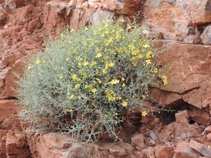 Verbascum spinosum