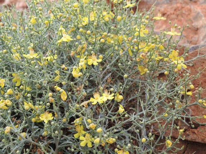 Verbascum spinosum