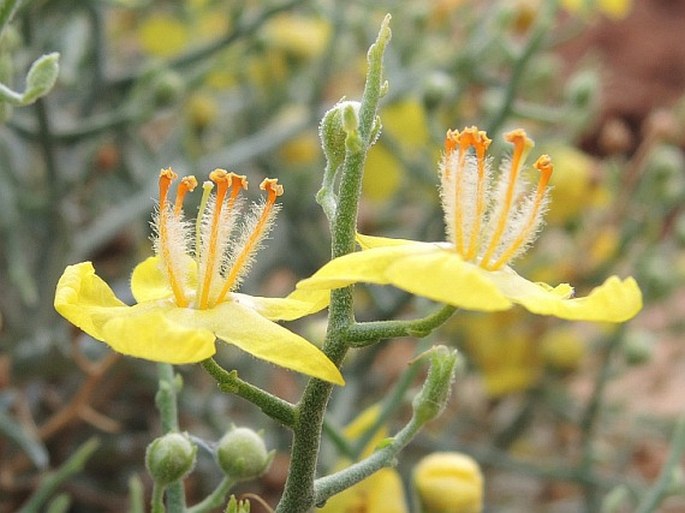 Verbascum spinosum