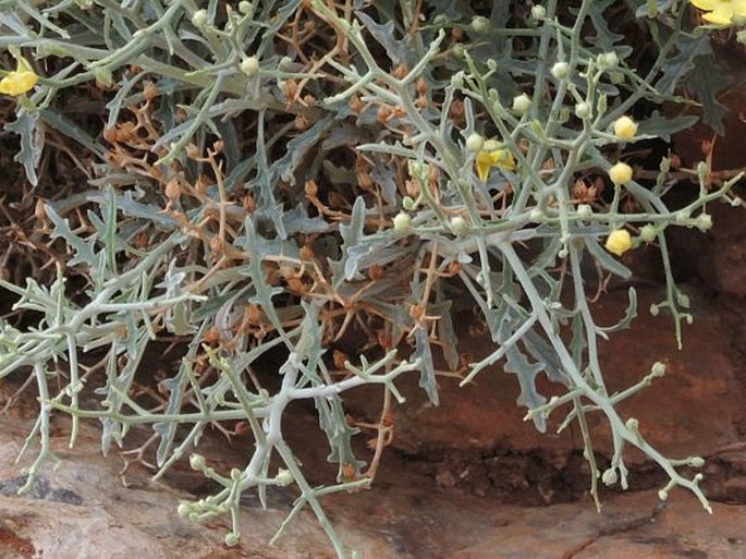 Verbascum spinosum