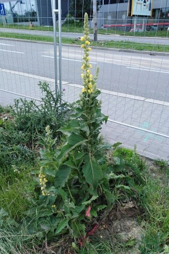 Verbascum × denudatum