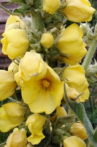 Verbascum × denudatum