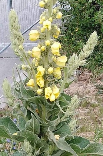 Verbascum × denudatum