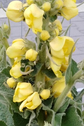 Verbascum × denudatum