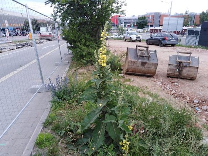 Verbascum × denudatum