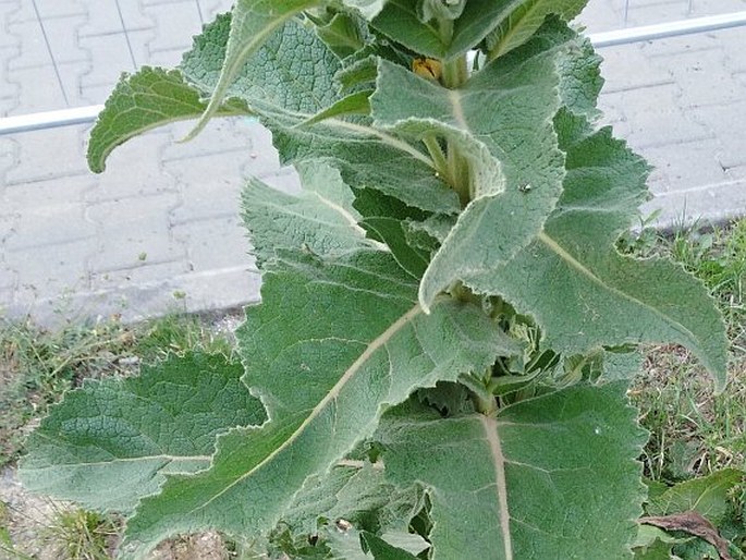 Verbascum × denudatum