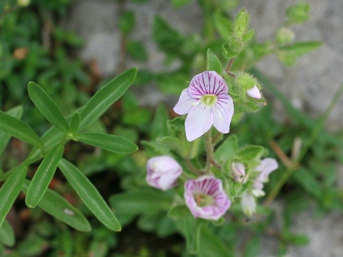 VERONICA FRUTICULOSA L. – rozrazil / veronika