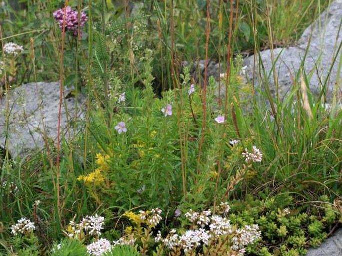 Veronica fruticulosa