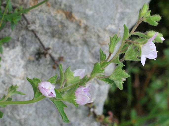 Veronica fruticulosa