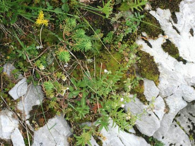 Veronica fruticulosa