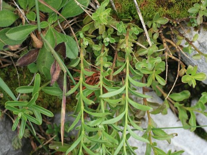 Veronica fruticulosa