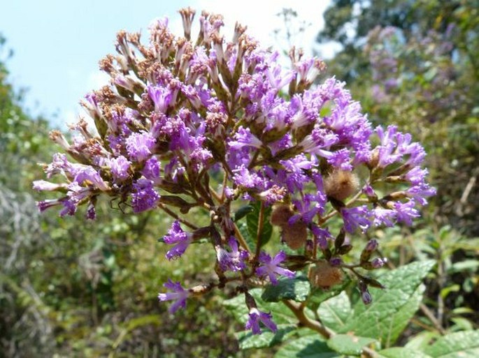 Vernonia lemurica