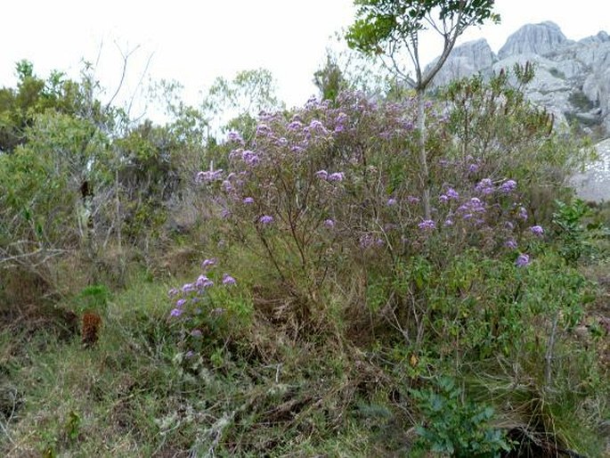 Vernonia lemurica