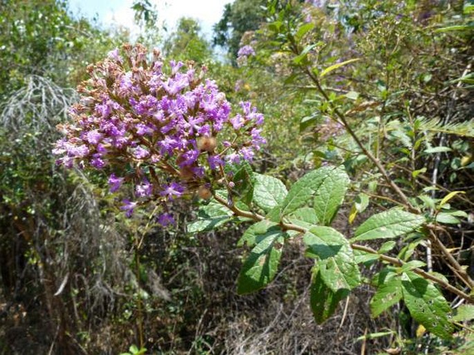 Vernonia lemurica