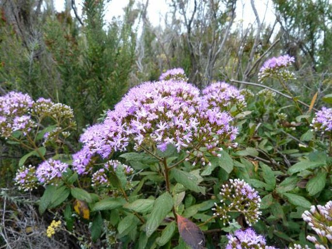 Vernonia lemurica