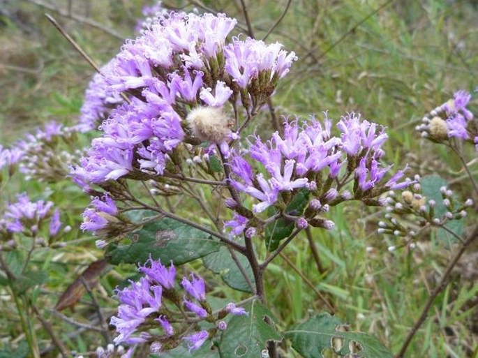 VERNONIA LEMURICA Humbert