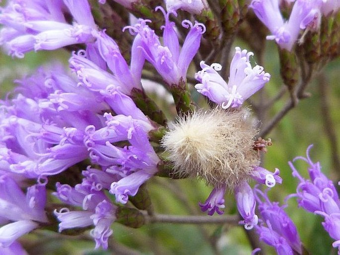 Vernonia lemurica