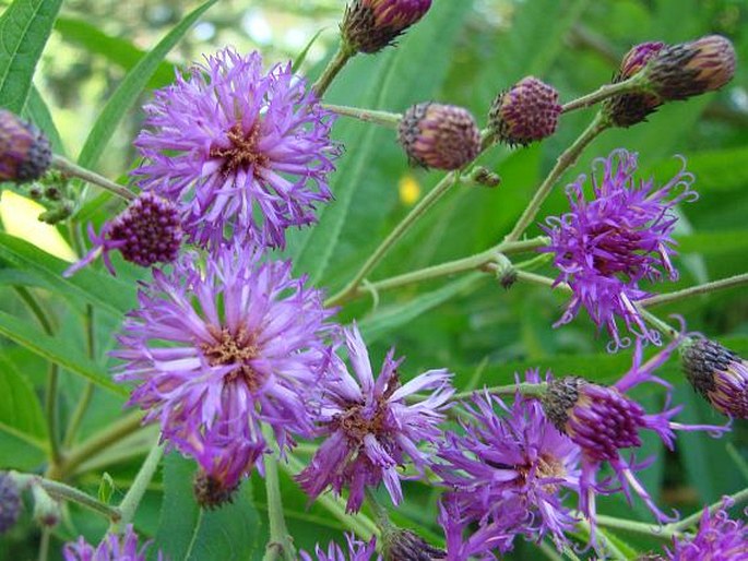 VERNONIA NOVEBORACENSIS (L.) Michx.