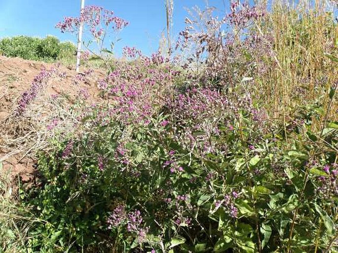 Vernonia bipontini