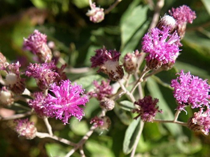 Vernonia bipontini