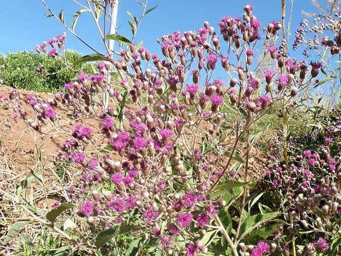 Vernonia bipontini