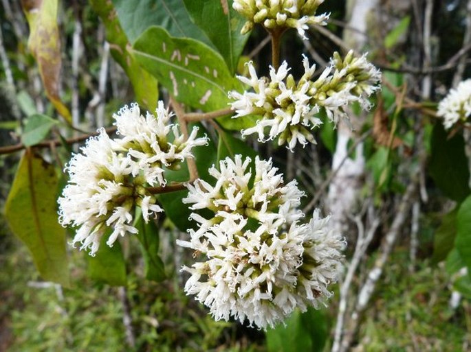 VERNONIA RUBICUNDA Klatt