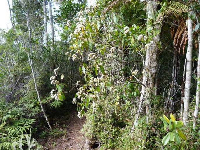 Vernonia rubicunda