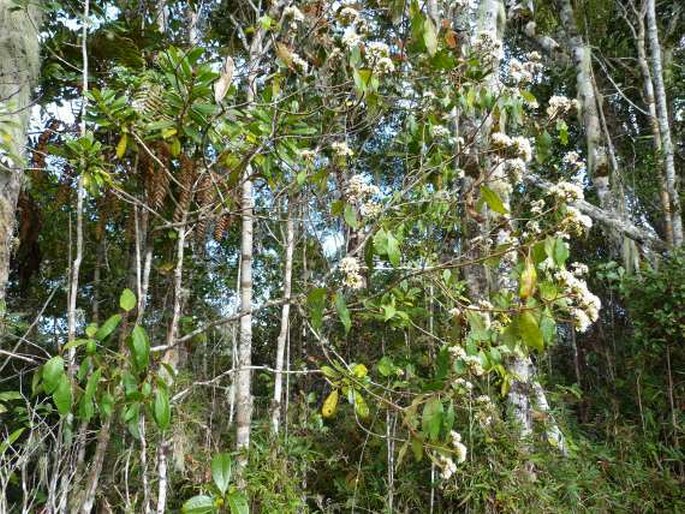 Vernonia rubicunda