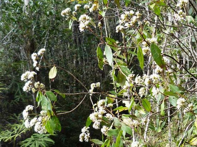 Vernonia rubicunda