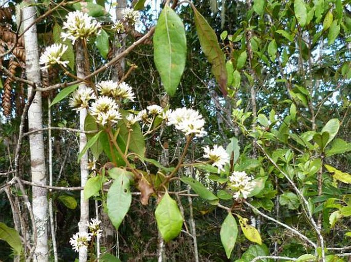 Vernonia rubicunda