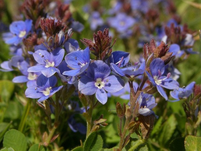 VERONICA CUNEIFOLIA D. Don – rozrazil / veronika