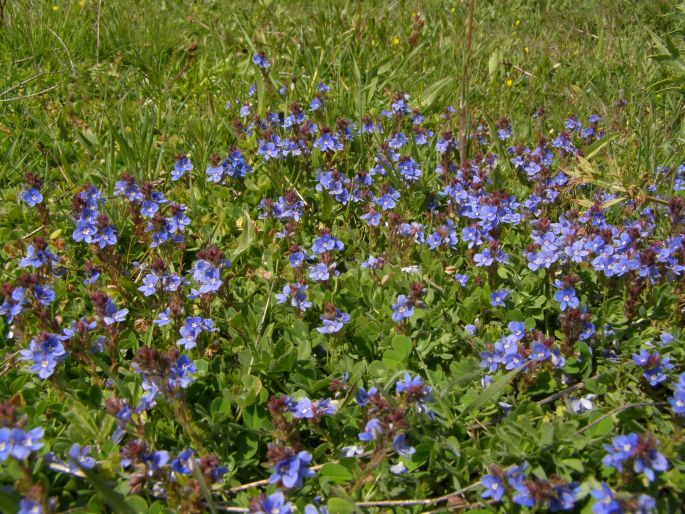 Veronica cuneifolia