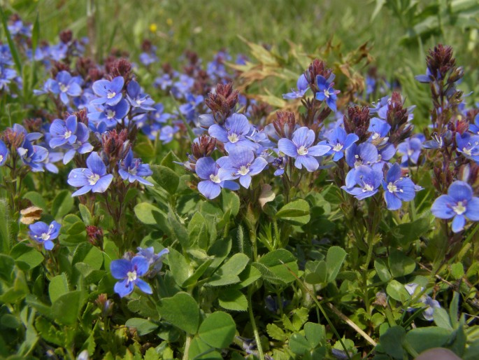 Veronica cuneifolia