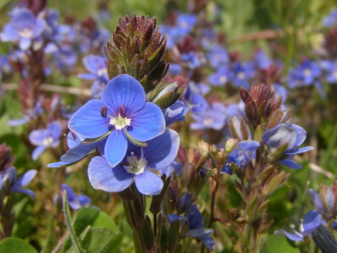 Veronica cuneifolia