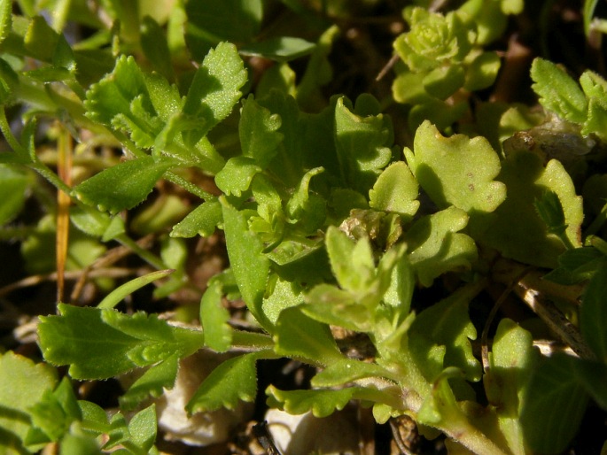 Veronica cuneifolia