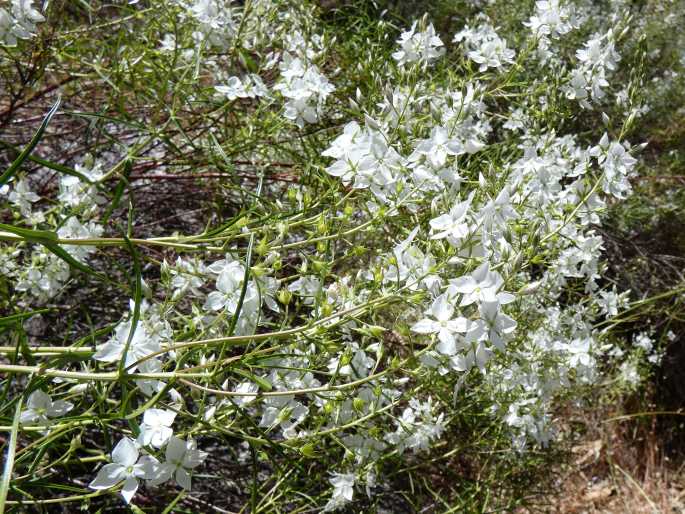 Veronica decorosa