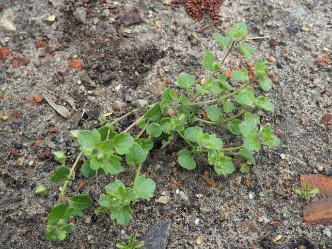 Veronica hederifolia