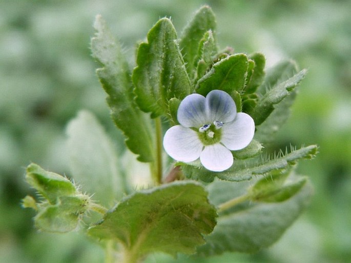 VERONICA AGRESTIS L. – rozrazil polní / veronika poľná