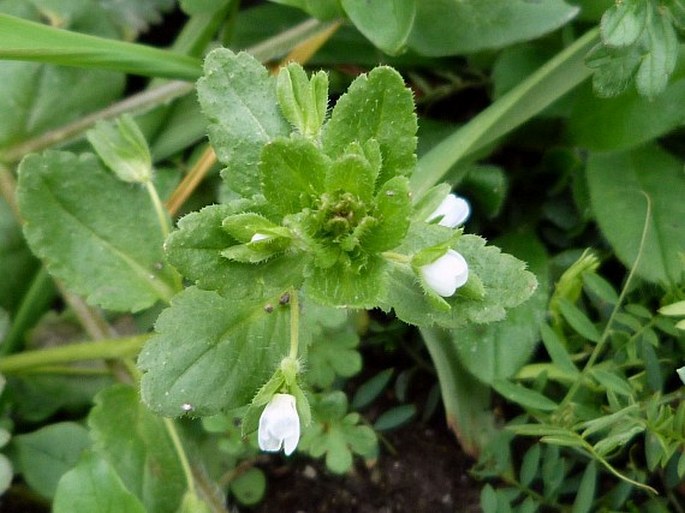 Veronica agrestis